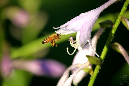 Honey Bee - Morning Dew - Hosta Flower