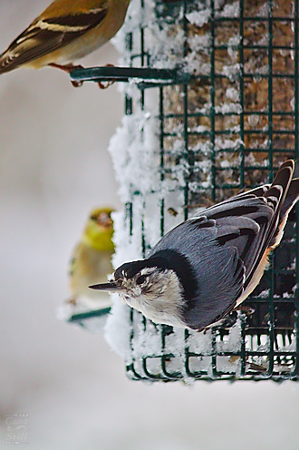 Nuthatch and American Goldfinches