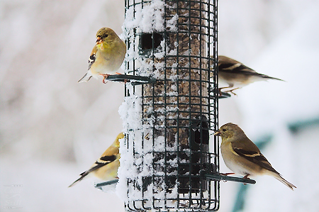 House Full of American Goldfinches