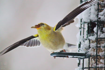American Goldfinch Taking Flight