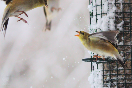 American Goldfinches</a> Converging!
