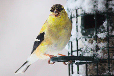 Mr. American Goldfinch Getting a Snack & Some Color