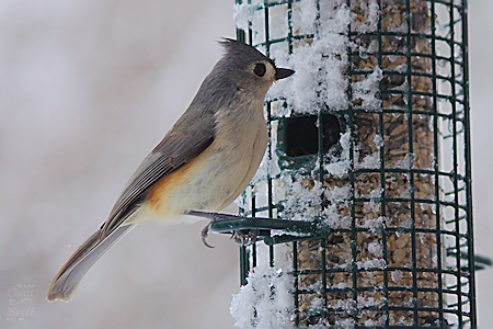 Tufted Titmouse drops by for a quick visit!