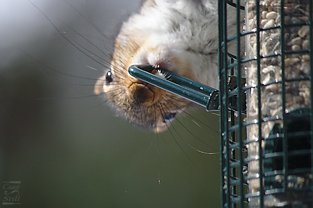 squirrel on a squirrel proof bird feeder
