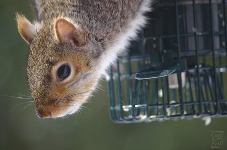 squirrel on a squirrel proof bird feeder