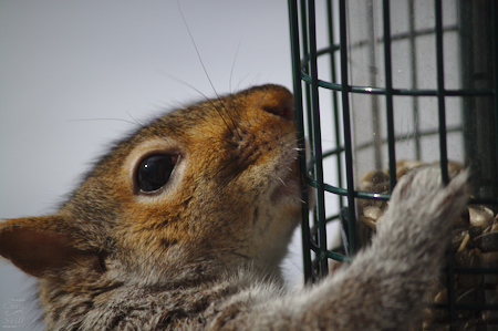 Squirrel attempting to chew through the outer wire mesh of a bird feeder to get at the seed.