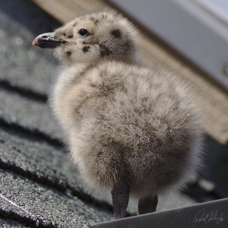 Baby Herring Gull - Gloucester, Massachusetts