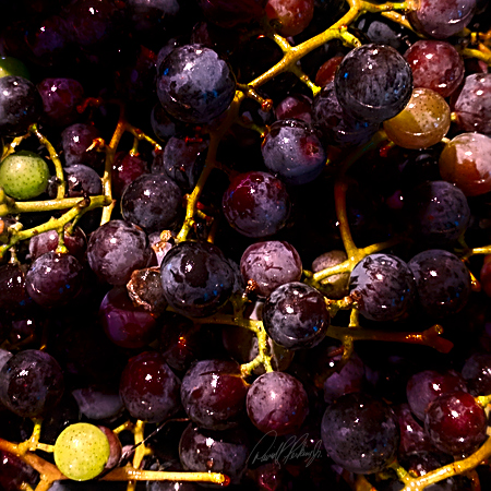Grape Harvest - Gloucester, Massachusetts